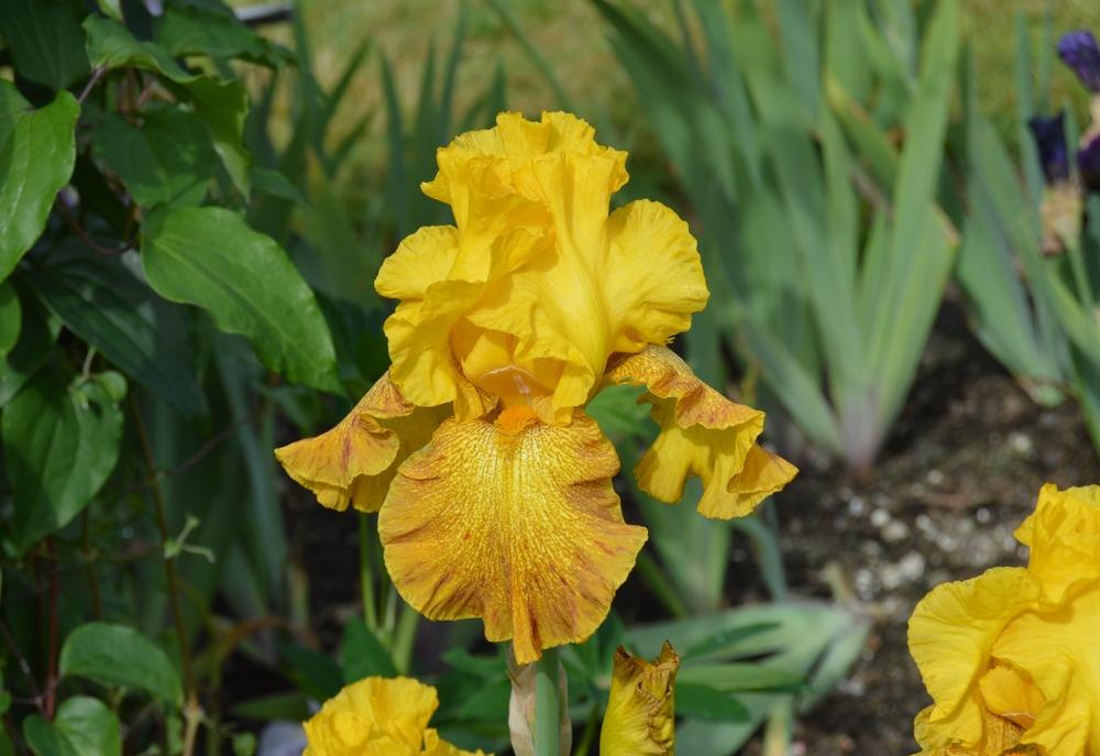 Photo of Tall Bearded Iris (Iris 'Shaft of Gold') uploaded by KentPfeiffer