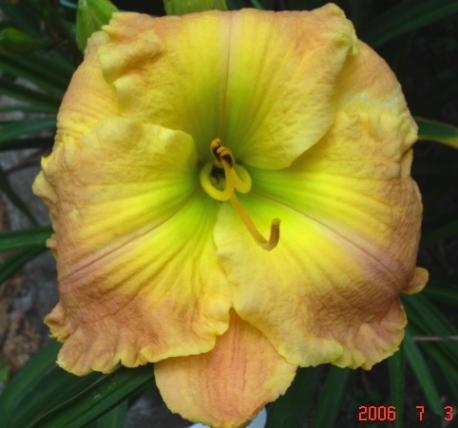 Photo of Daylily (Hemerocallis 'Frequent Comment') uploaded by Sscape