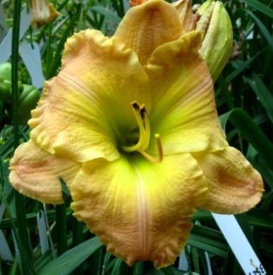 Photo of Daylily (Hemerocallis 'Frequent Comment') uploaded by Sscape