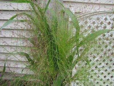 Photo of Witchgrass (Panicum capillare 'Frosted Explosion') uploaded by TsFlowers