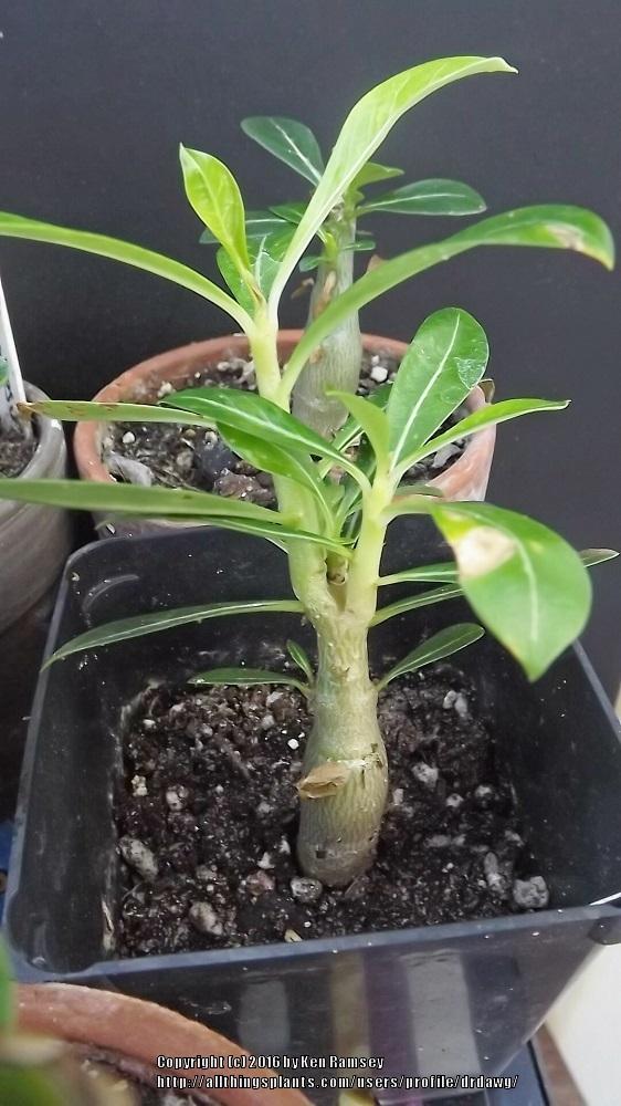 Growing Adenium Plants
