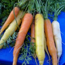 Other Root Crops growing guide