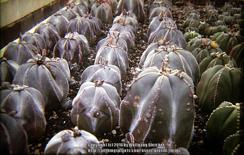 Photo of Bishop's Cap (Astrophytum myriostigma) uploaded by turini