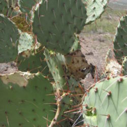 Location: San Tan Mountain Regional Park, AZ
Date: 2013-04-17
good look at the pads and spines