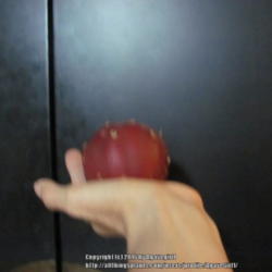 Location: my neighborhood
Date: 2015-07-26
demonstration of the size of the fruit sitting in my hand! It's r