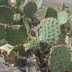 Location: San Tan Mountain Regional Park, AZ
Date: 2013-04-17