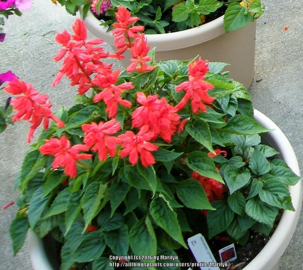 Photo of Salvia (Salvia splendens 'Lighthouse Red') uploaded by Marilyn