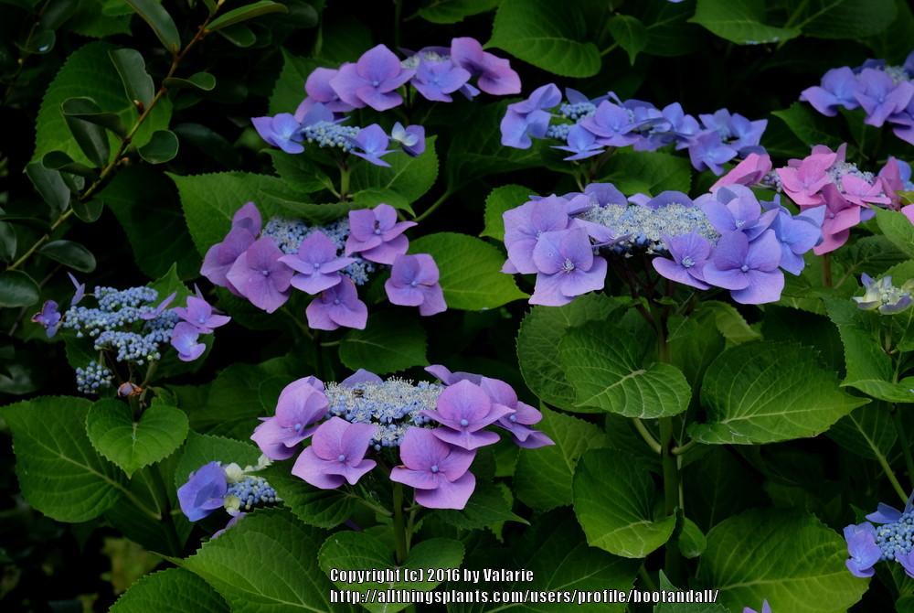 Photo of Bigleaf Hydrangea (Hydrangea macrophylla 'Blaumeise') uploaded by bootandall