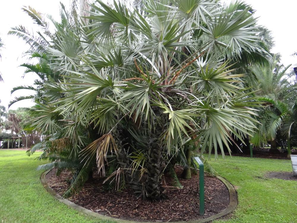 Photo of Gingerbread Palm (Hyphaene thebaica) uploaded by hawkarica