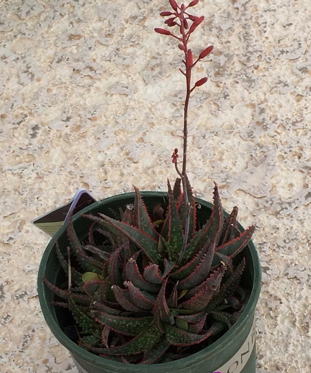 Photo of Aloe 'Christmas Carol' uploaded by plantmanager