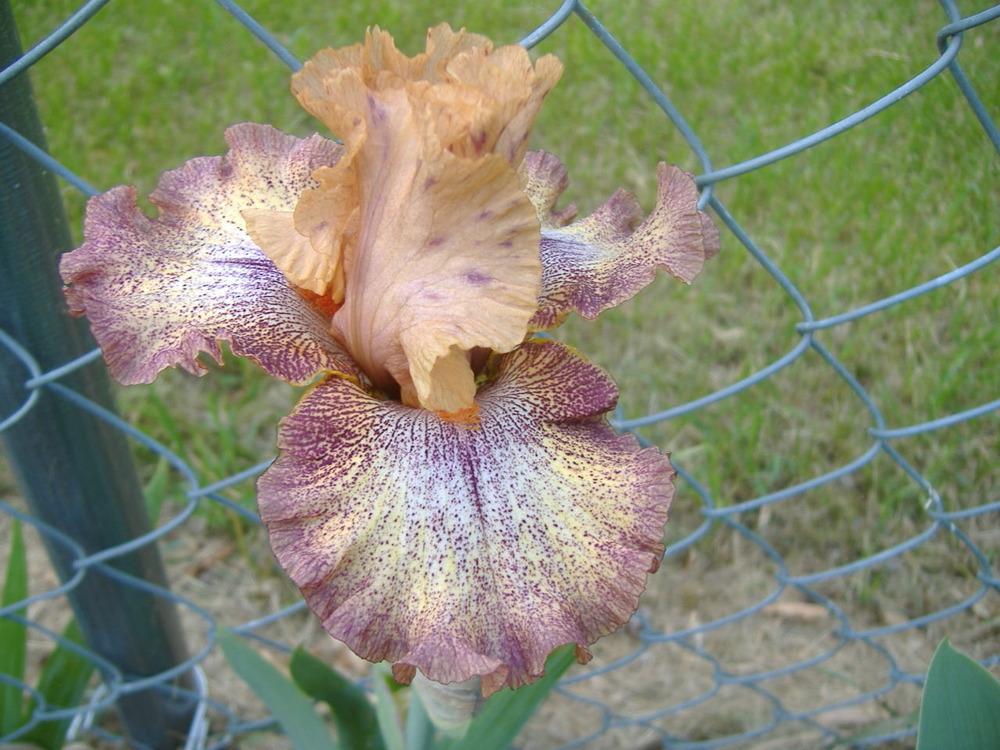 Photo of Tall Bearded Iris (Iris 'Sneezy') uploaded by tveguy3