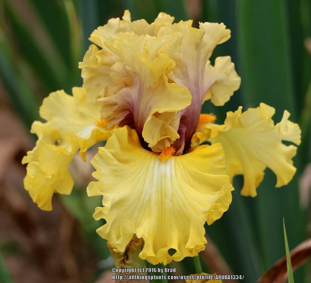 Photo of the bloom of Tall Bearded Iris (Iris 'Idle Rich') posted by