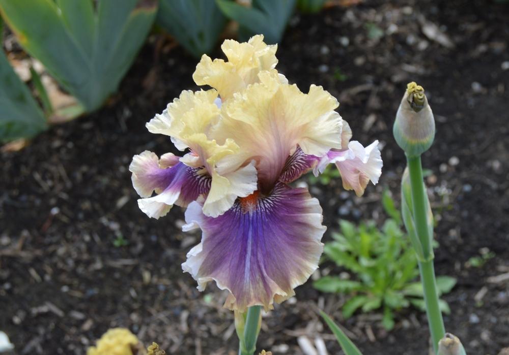 Photo of Tall Bearded Iris (Iris 'Smoke and Thunder') uploaded by KentPfeiffer