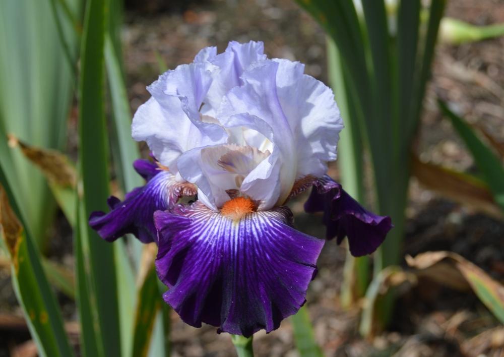 Photo of Tall Bearded Iris (Iris 'Snowed In') uploaded by KentPfeiffer