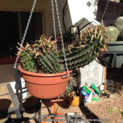 Location: Mesa, AZ.
Date: 2015-09-17
T. setispinus in a hanging basket (on the verge of outgrowing it)
