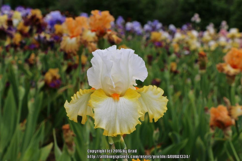 Photo of Tall Bearded Iris (Iris 'Layer Cake') uploaded by ARUBA1334
