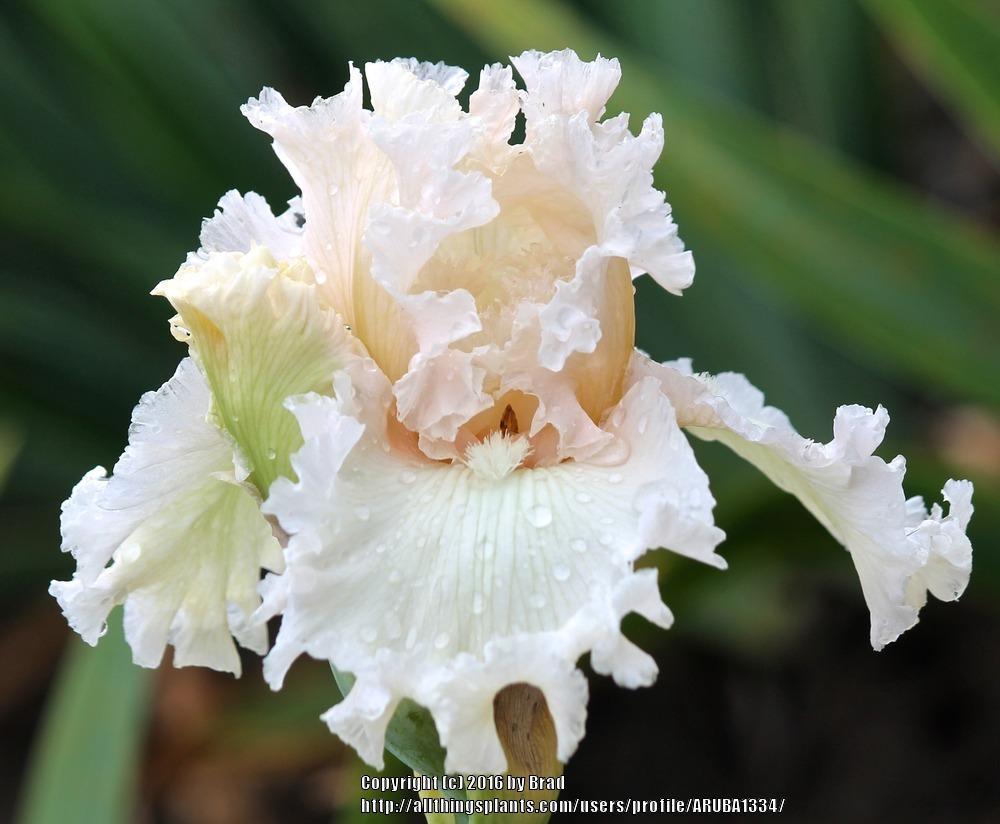 Photo of Tall Bearded Iris (Iris 'Gentle Soul') uploaded by ARUBA1334