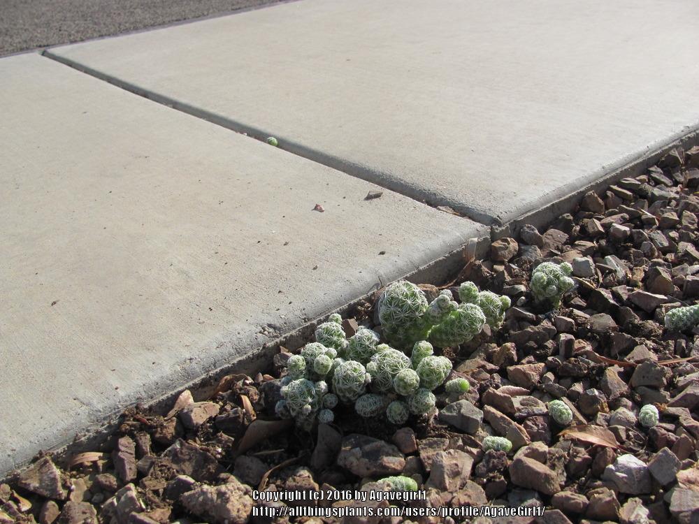 Photo of Thimble Cactus (Mammillaria vetula subsp. gracilis) uploaded by AgaveGirl1