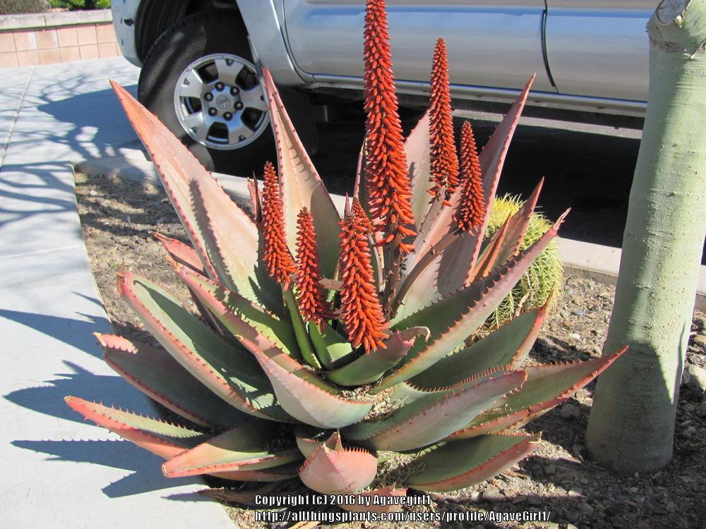 Photo of Bitter Aloe (Aloe ferox) uploaded by AgaveGirl1