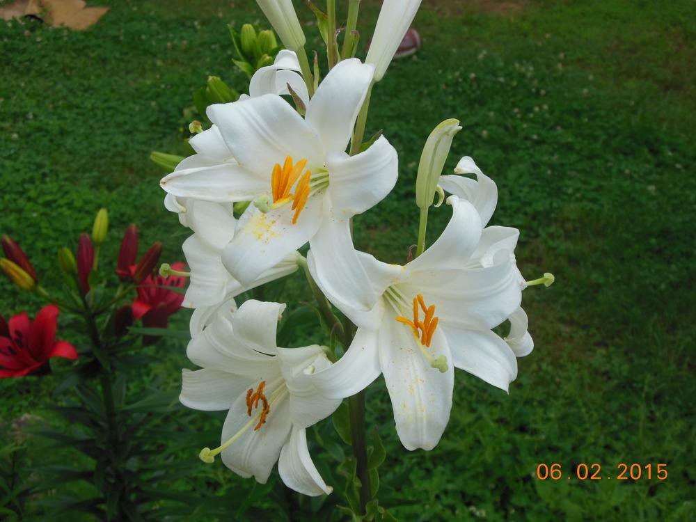 Photo of Lily (Lilium candidum) uploaded by ILOVEDAYLILIES