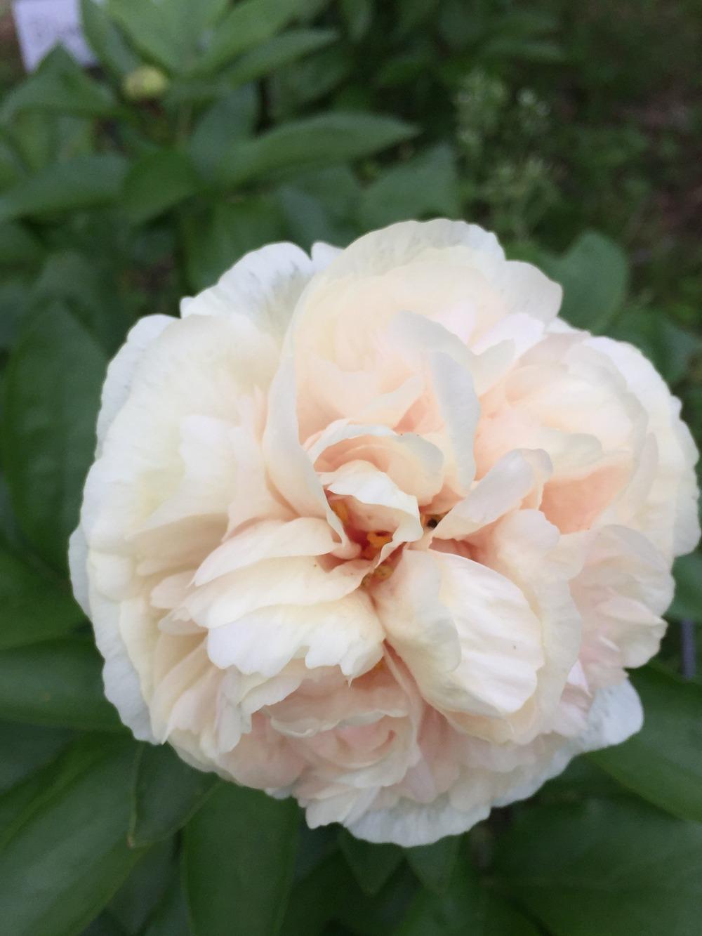 Photo of Peony (Paeonia 'Blonde Vision') uploaded by Mieko2