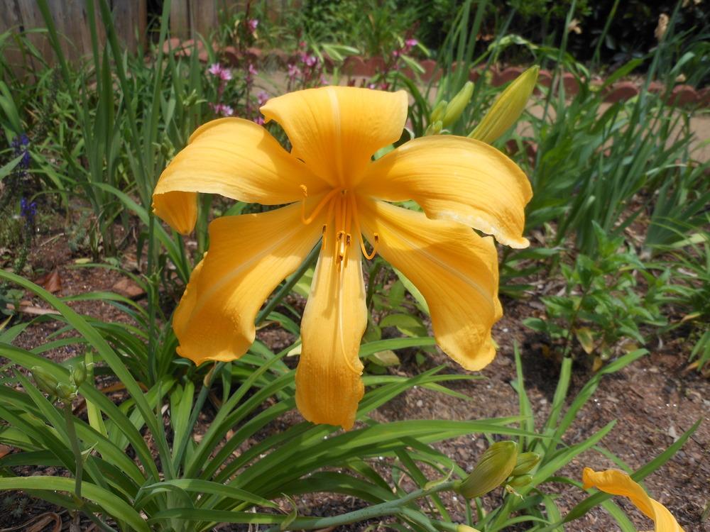 Photo of Daylily (Hemerocallis 'Just for Laughs') uploaded by bagregreg