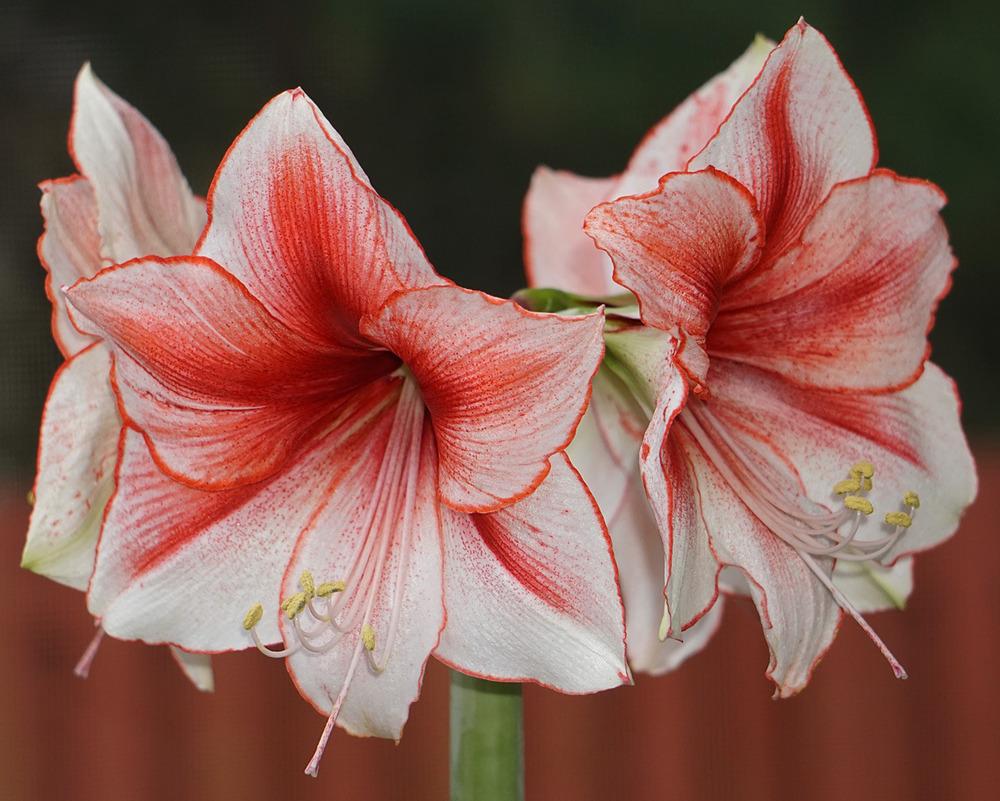Photo of Amaryllis (Hippeastrum 'Coral Beach') uploaded by bsharf