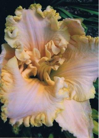 Photo of Daylily (Hemerocallis 'Cap Horn') uploaded by danielovilamatton