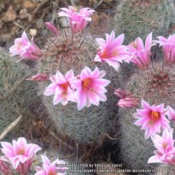 Location: Desert Botanical Garden, Phoenix, AZ.
Date: 2007-04-08