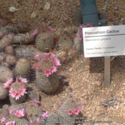 Location: Desert Botanical Garden, Phoenix, AZ.
Date: 2007-04-08