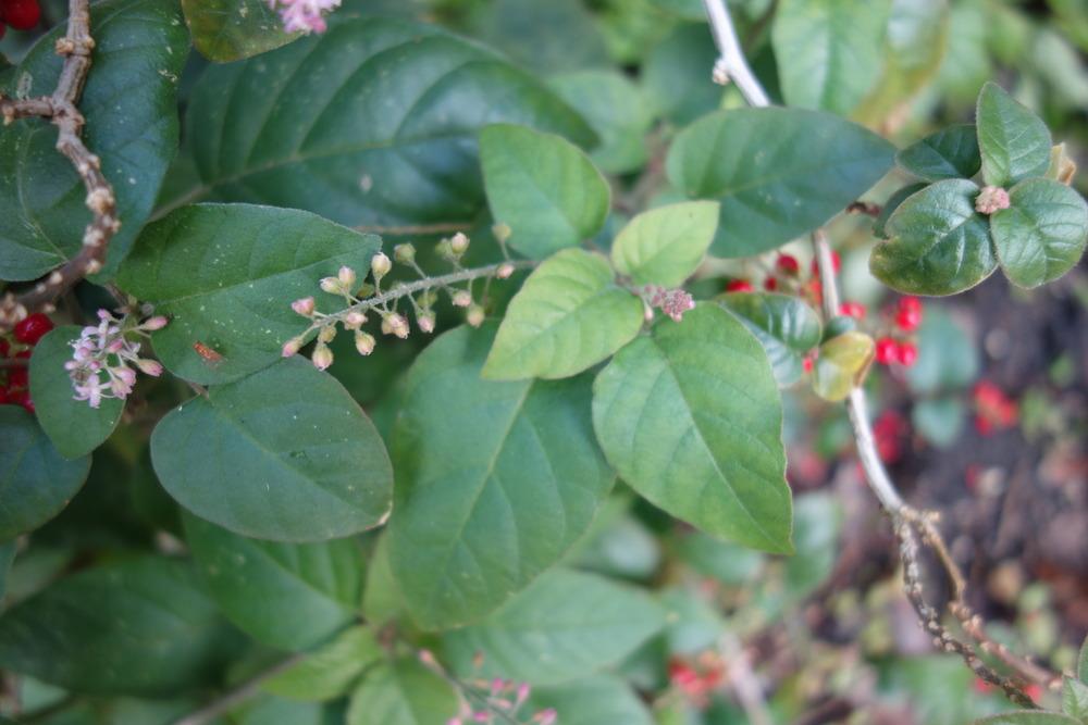 Photo of Pigeonberry (Rivina humilis) uploaded by mellielong