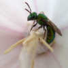 #Pollination Flower close-up admittedly a little blurry, but I wa