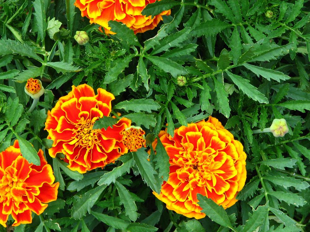 Photo of French Marigold (Tagetes erecta 'Queen Sophia') uploaded by molanic