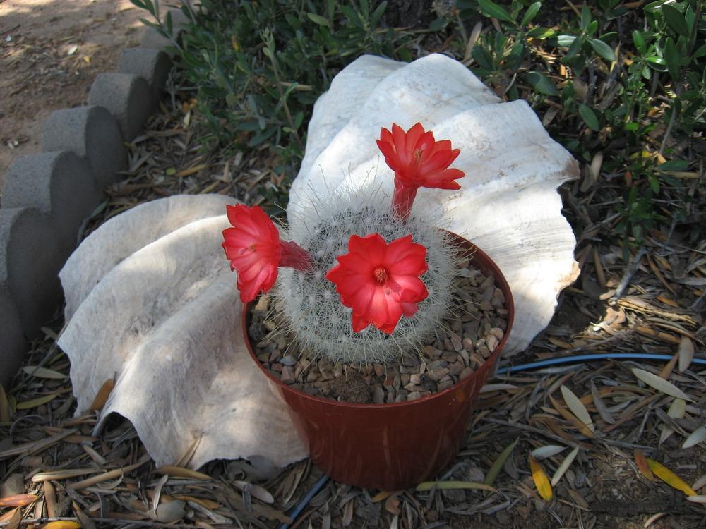 Photo of Cabeza de Viejo (Mammillaria senilis) uploaded by plantmanager