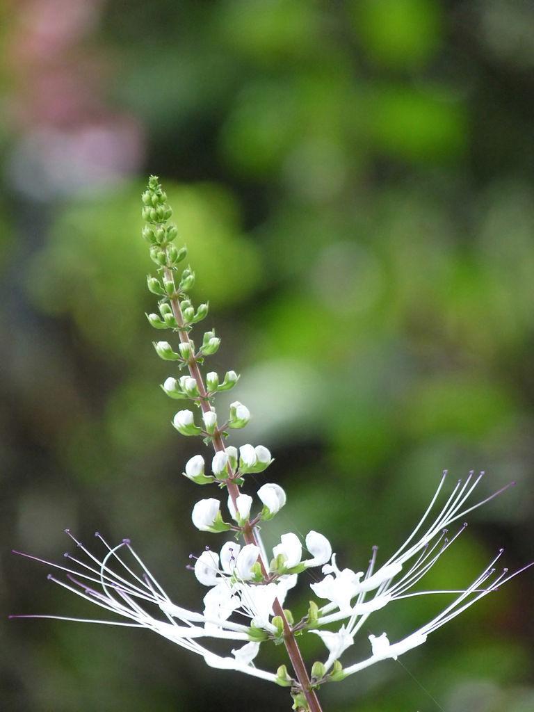 Photo of Cat's Whiskers (Orthosiphon aristatus) uploaded by robertduval14