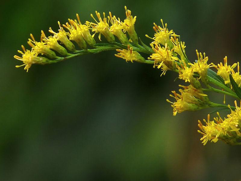 Photo of Goldenrod (Solidago canadensis) uploaded by robertduval14