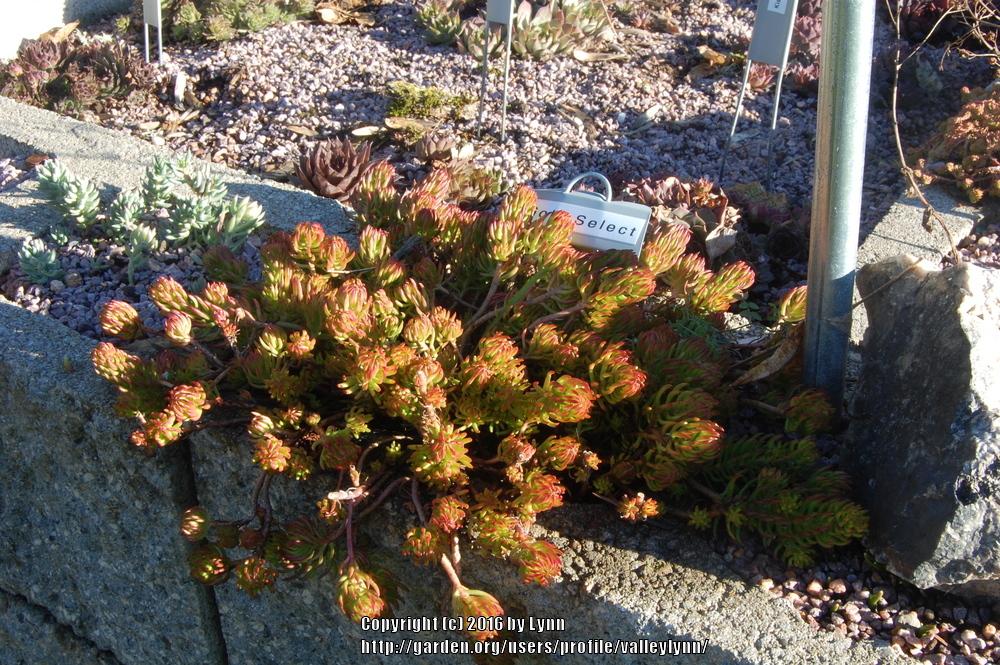 Photo of Sedum (Petrosedum rupestre subsp. rupestre 'Gold Select') uploaded by valleylynn