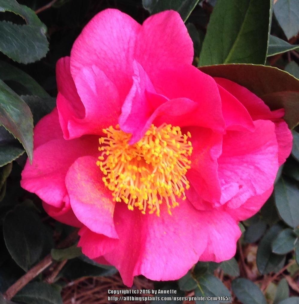 Photo of Japanese Camellia (Camellia  japonica 'Kramer's Beauty') uploaded by Cem9165