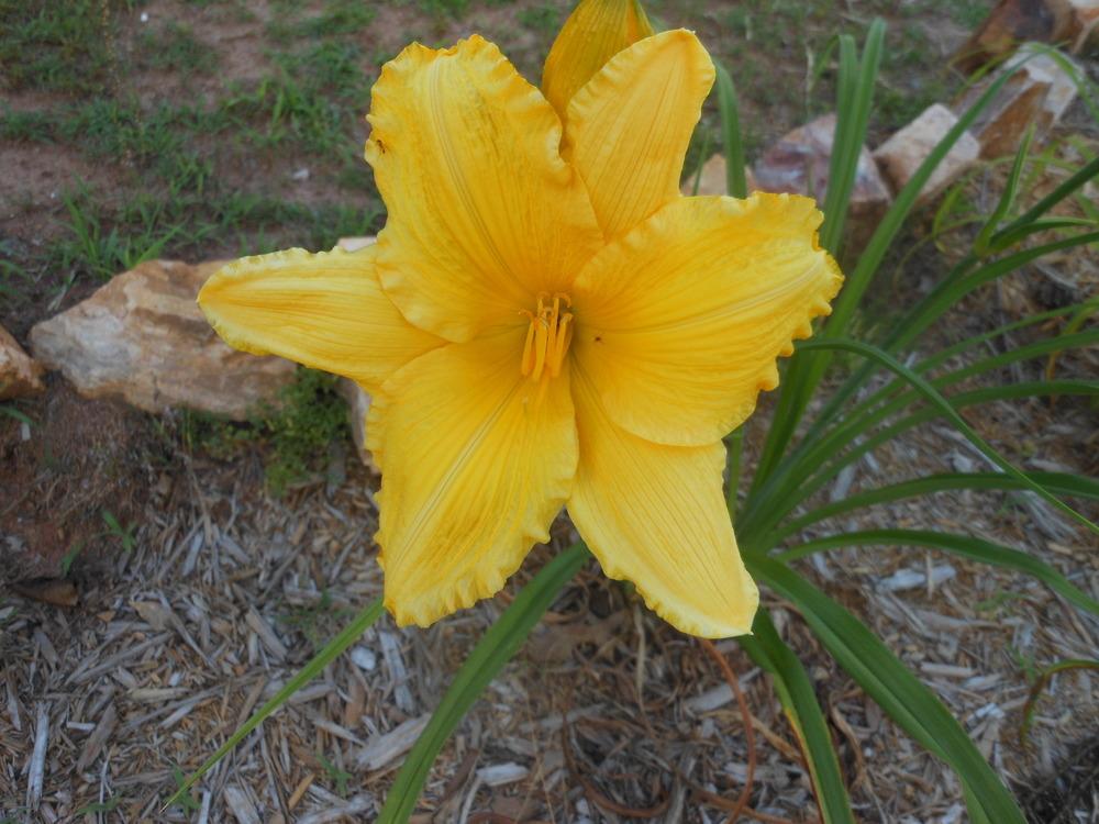 Photo of Daylily (Hemerocallis 'Kansas Gold') uploaded by bagregreg