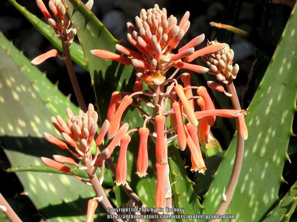 Photo of Aloes (Aloe) uploaded by plantladylin
