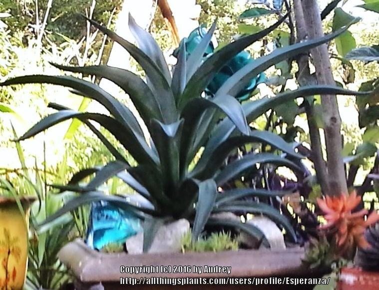 Photo of Smooth Agave (Agave de-meesteriana) uploaded by Esperanza