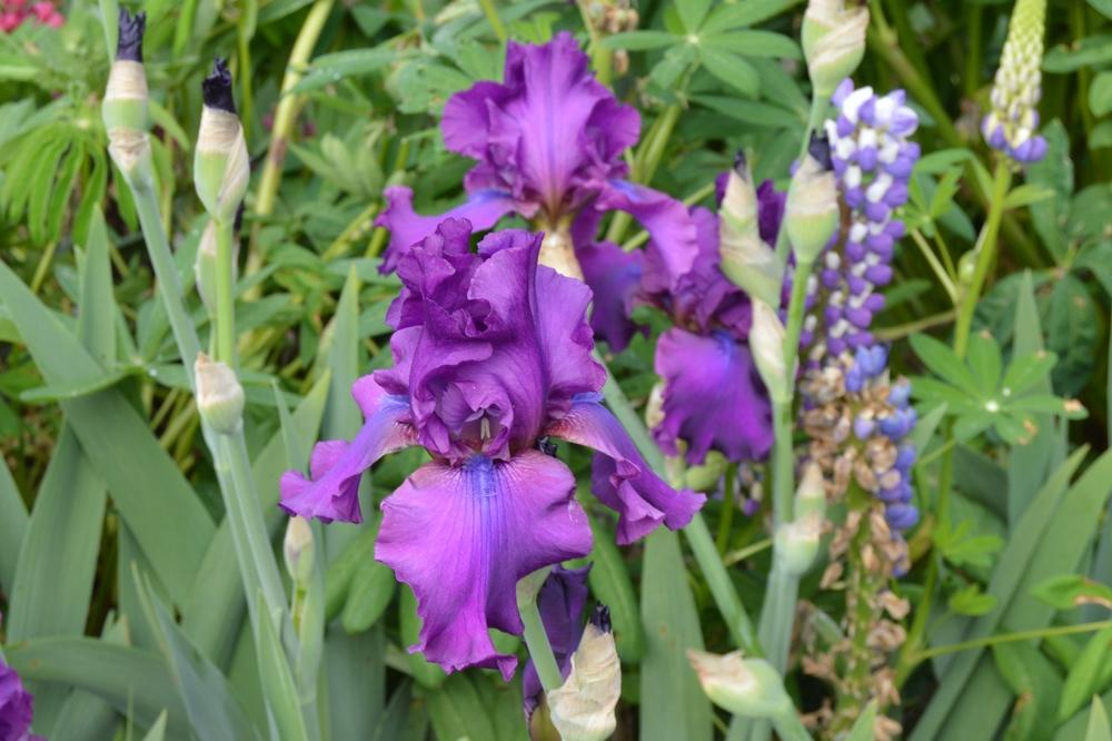Photo of Tall Bearded Iris (Iris 'Sultry Mood') uploaded by KentPfeiffer