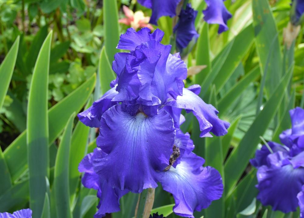 Photo of Tall Bearded Iris (Iris 'Stellar Lights') uploaded by KentPfeiffer
