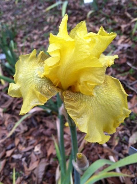 Photo of Tall Bearded Iris (Iris 'Buckwheat') uploaded by grannysgarden