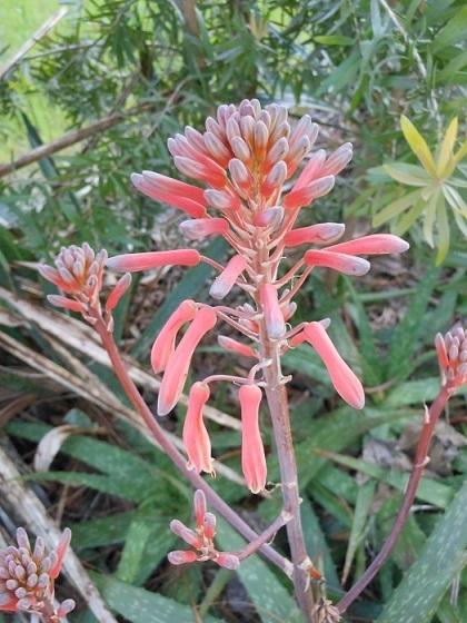 Photo of Aloes (Aloe) uploaded by greene