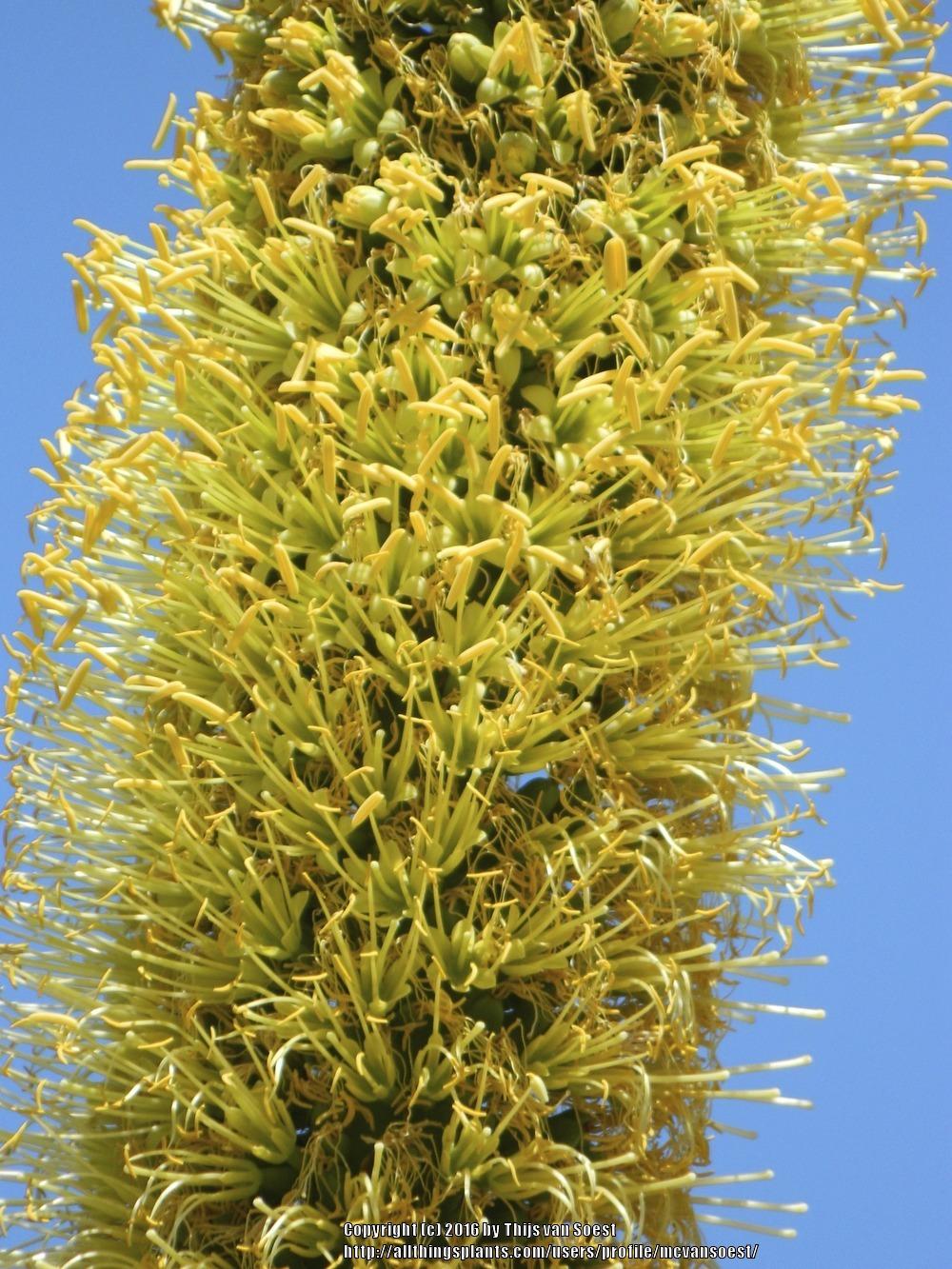 Photo of Octopus Agave (Agave vilmoriniana) uploaded by mcvansoest