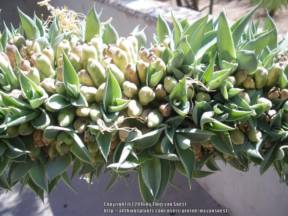 Photo of Octopus Agave (Agave vilmoriniana) uploaded by mcvansoest