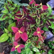 Pot of several coleus clippings