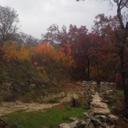 Location: Central Texas
Date: 2015-12-13
fall color