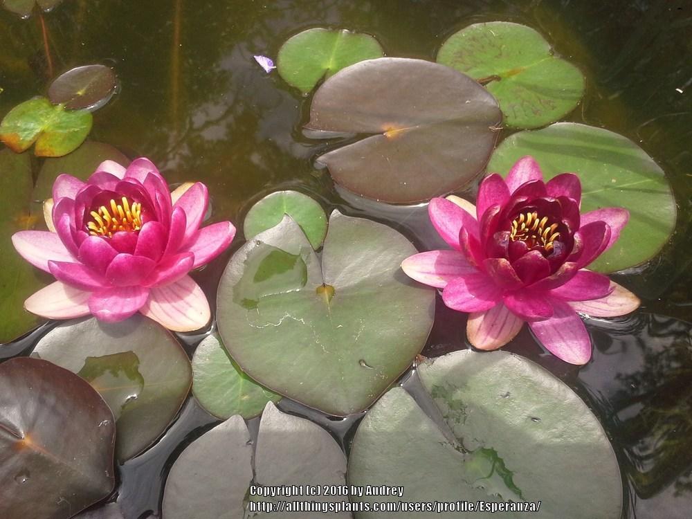 Photo of Hardy Water Lily (Nymphaea 'Perry's Baby Red') uploaded by Esperanza
